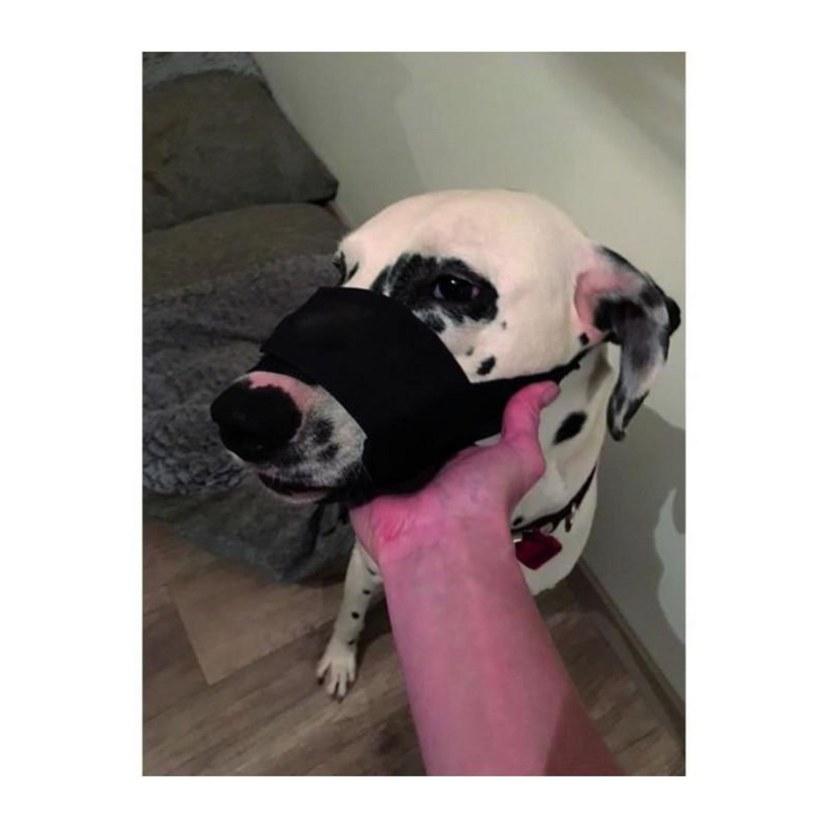 GENERIQUE YAGO Museliere en Nylon Noir pour Grand Chien, Partie Museau avec Filet Respirant et Reglable