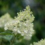 Voir la diapositive 3 : PLANT IN A BOX Hortensia - Set de 2 - Hydrangea paniculata 'Bobo' - Hauteur 25-40cm - ⌀19cm