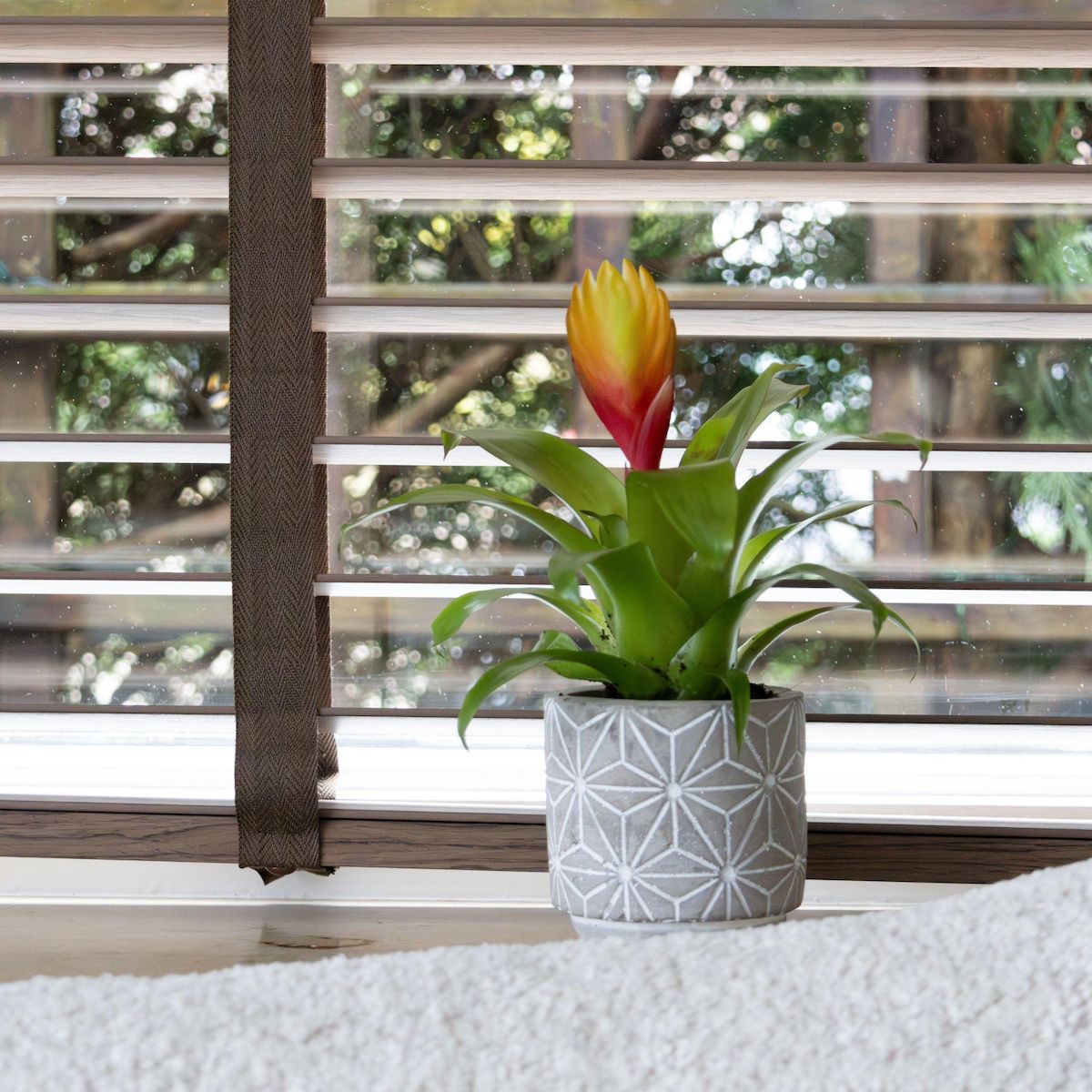 PLANT IN A BOX Épée flamboyante - Lot de 3 - Tillandsia Vriesea 'Dorado' - H15-25cm - ø7cm