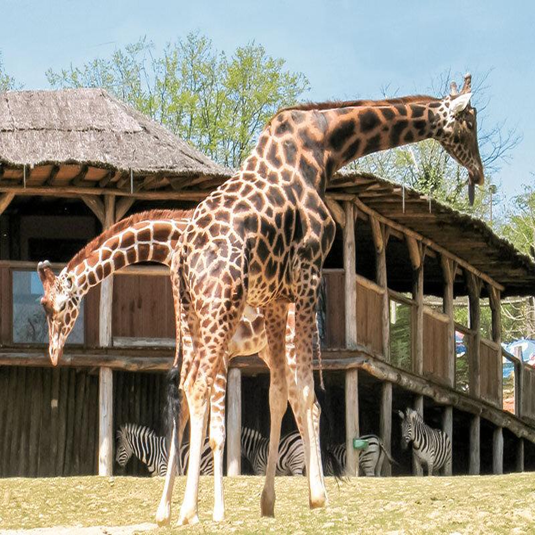 Voir la diapositive 4 : Smartbox Journée à 2 au parc zoologique d'amnéville avec nuit à l'hôtel - coffret cadeau multi-thèmes