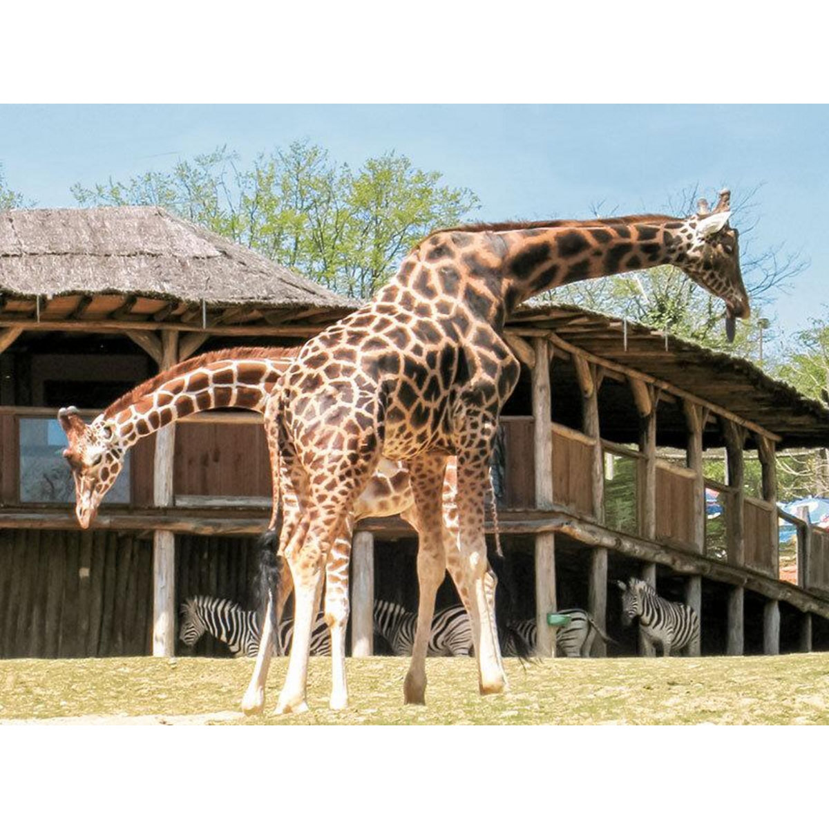 Smartbox Journée à 2 au Parc Zoologique d'Amnéville avec nuit à l'hôtel - Coffret Cadeau Multi-thèmes