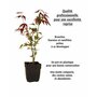  Collection de 3 arbustes pour terrasse et jardin japonais - Les 3 pots - Willemse