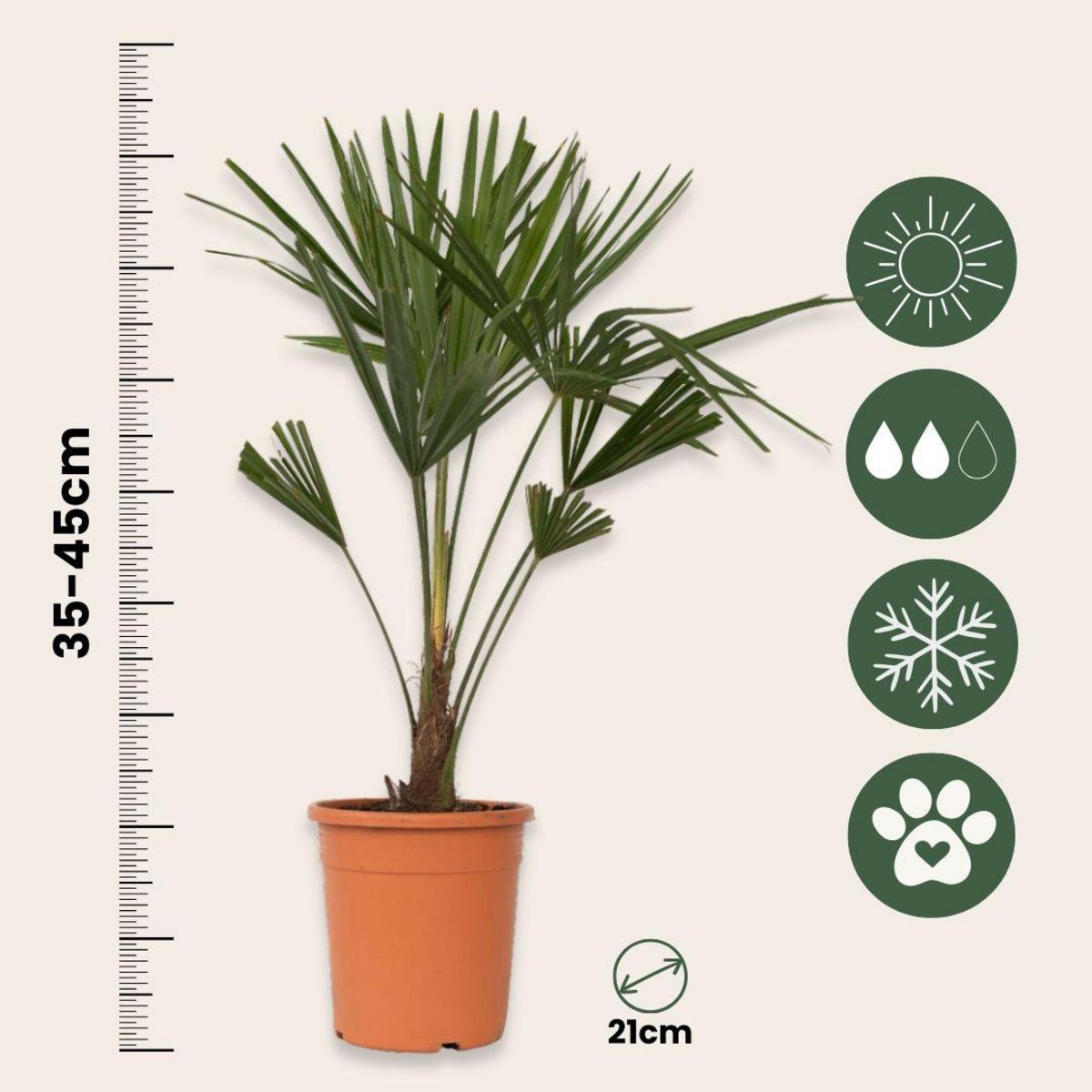 PLANT IN A BOX Palmier de Chine - Set de 2 - Trachycarpus Fortunei - Hauteur 65-75cm - ⌀21cm