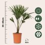 Voir la diapositive 2 : PLANT IN A BOX Palmier de Chine - Set de 2 - Trachycarpus Fortunei - Hauteur 65-75cm - ⌀21cm