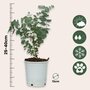 Voir la diapositive 2 : PLANT IN A BOX Gommier - Set de 4 - Eucalyptus 'Pulverulenta' - Hauteur 25-40cm - ⌀12cm