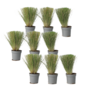 Voir la diapositive 1 : PLANT IN A BOX Herbe aux plumes - Set de 18 - Stipa tenuifolia 'Pony Tails' - H20-30cm - ⌀9cm