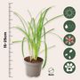 Voir la diapositive 2 : PLANT IN A BOX Tulbaghie - Set de 6 - Tulbaghia violacea - Hauteur 15-25cm - ⌀9cm