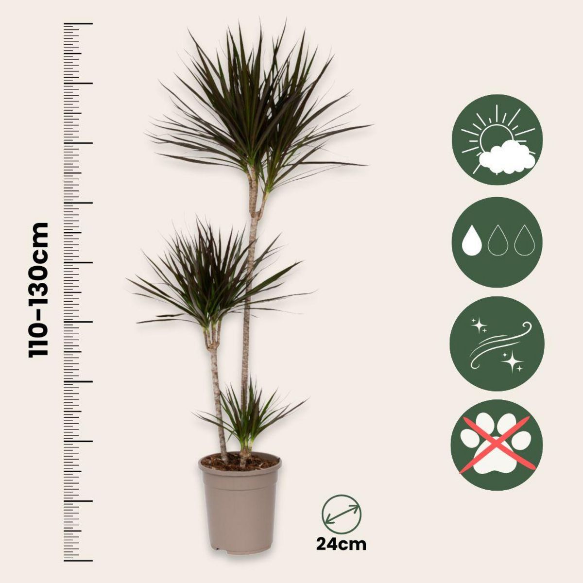 PLANT IN A BOX Dragonnier - Dracaena marginata - Hauteur 110-130cm - ⌀24cm