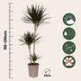 Voir la diapositive 2 : PLANT IN A BOX Dragonnier - Dracaena marginata - Hauteur 110-130cm - ⌀24cm