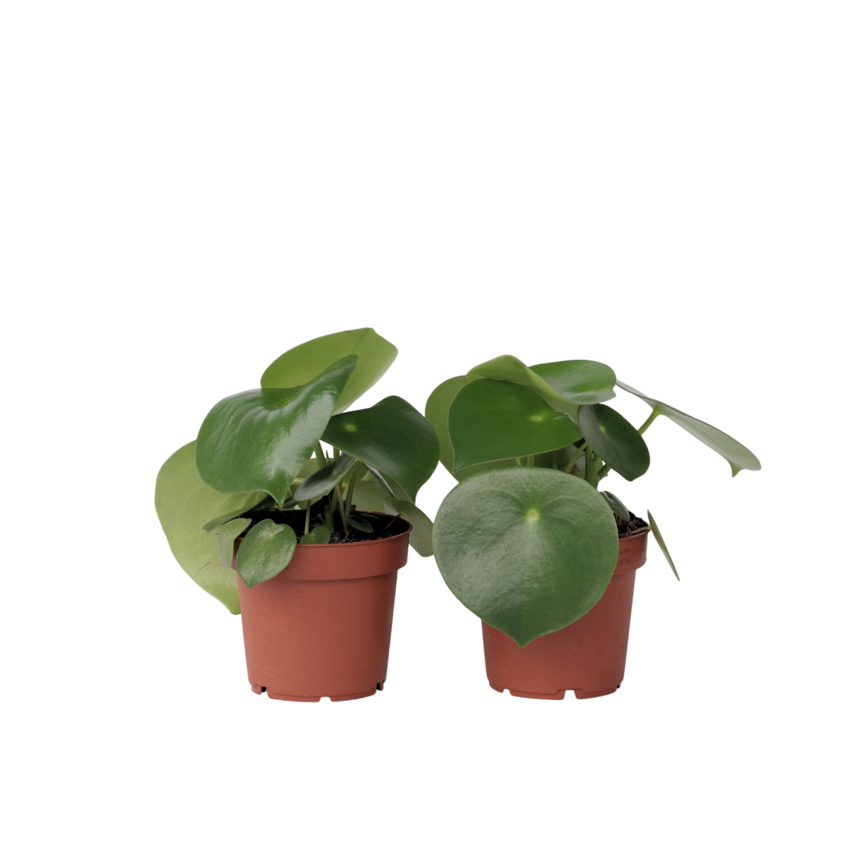 PLANT IN A BOX Pépéromie - Set de 2 - Peperomia polybotrya - Hauteur 20-30cm - ⌀12cm