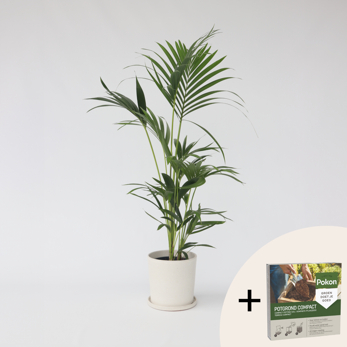 PLANT IN A BOX Palmier Kentia - Howea forsteriana - Hauteur 90-100cm - ⌀18cm