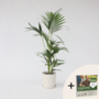 Voir la diapositive 6 : PLANT IN A BOX Palmier Kentia - Howea forsteriana - Hauteur 90-100cm - ⌀18cm