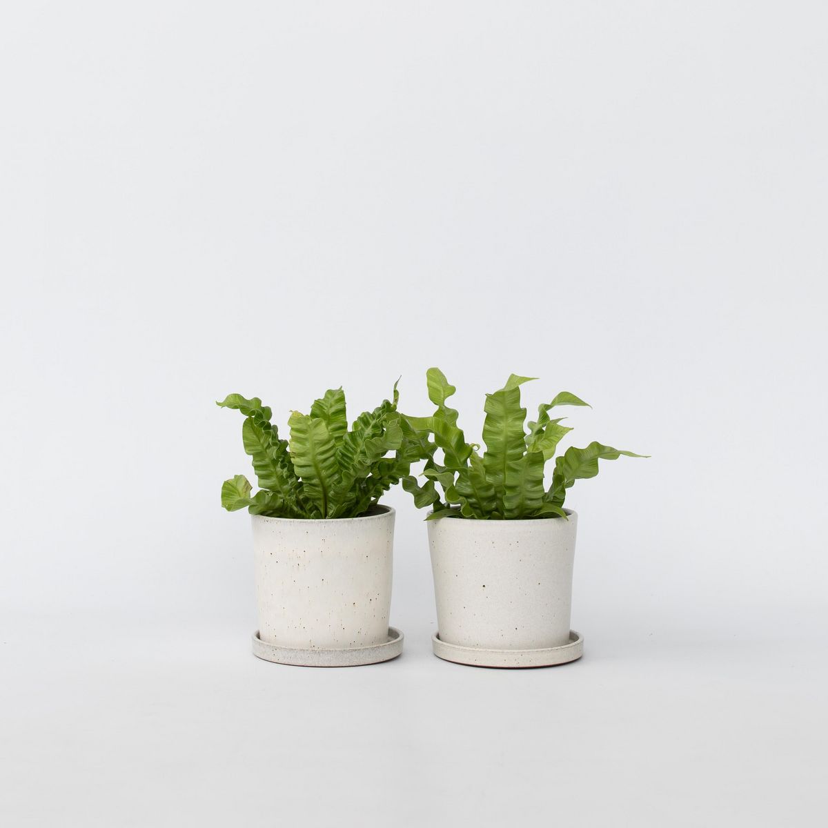 PLANT IN A BOX Fougère nid d'oiseau - Set de 2 - Asplenium 'Crispy Wave' - H25-40cm - ⌀12cm
