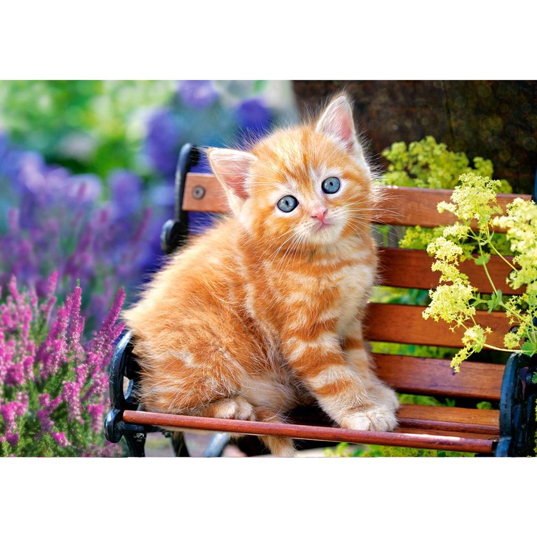 Castorland Puzzle 500 pièces : chaton roux dans les fleurs