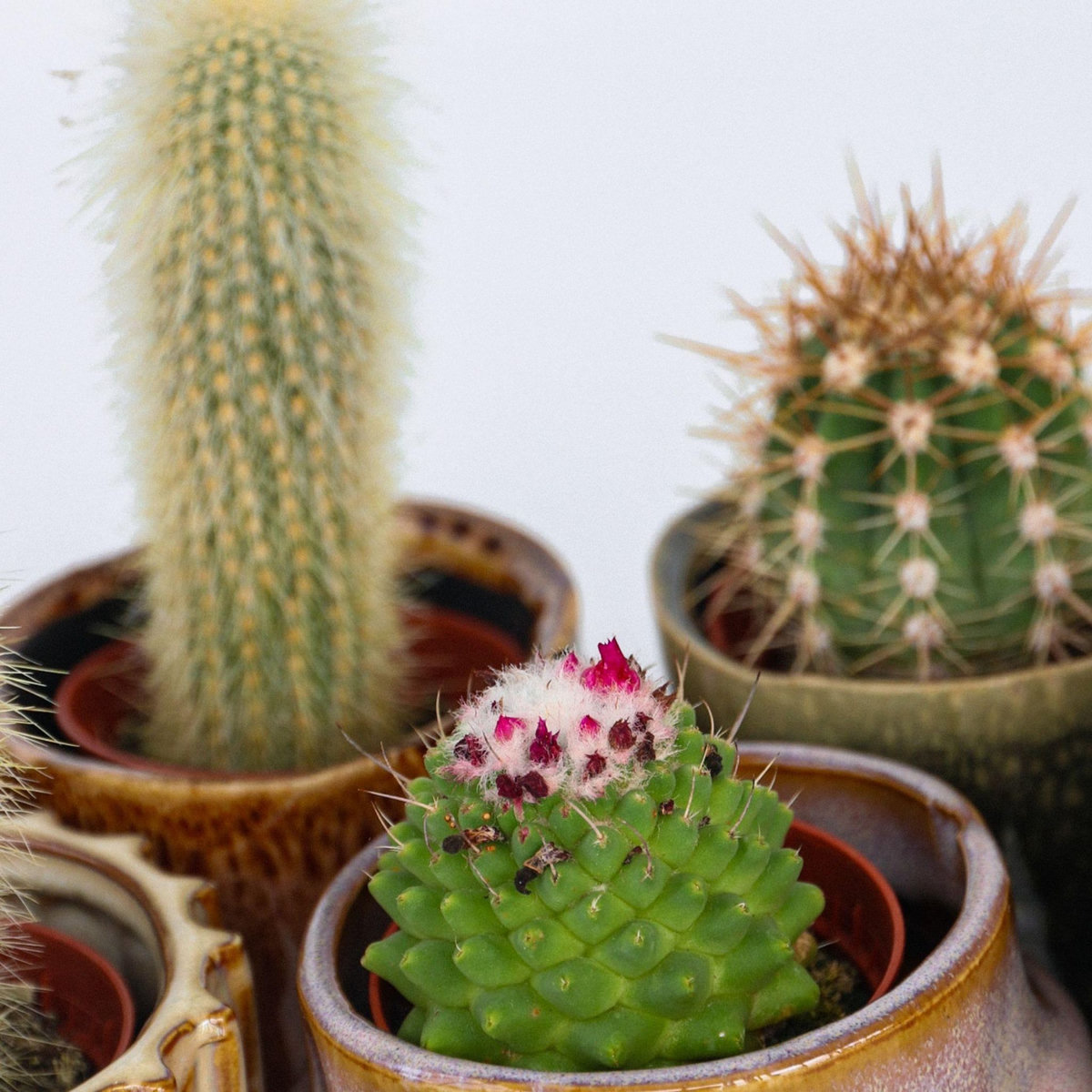 PLANT IN A BOX Mélange de mini cactus - Set de 6 - Cactus - Hauteur 5-10cm - ⌀5,5cm