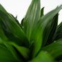 Voir la diapositive 3 : PLANT IN A BOX Dragonnier - Dracaena surculosa - Hauteur 50-65cm - ⌀17cm