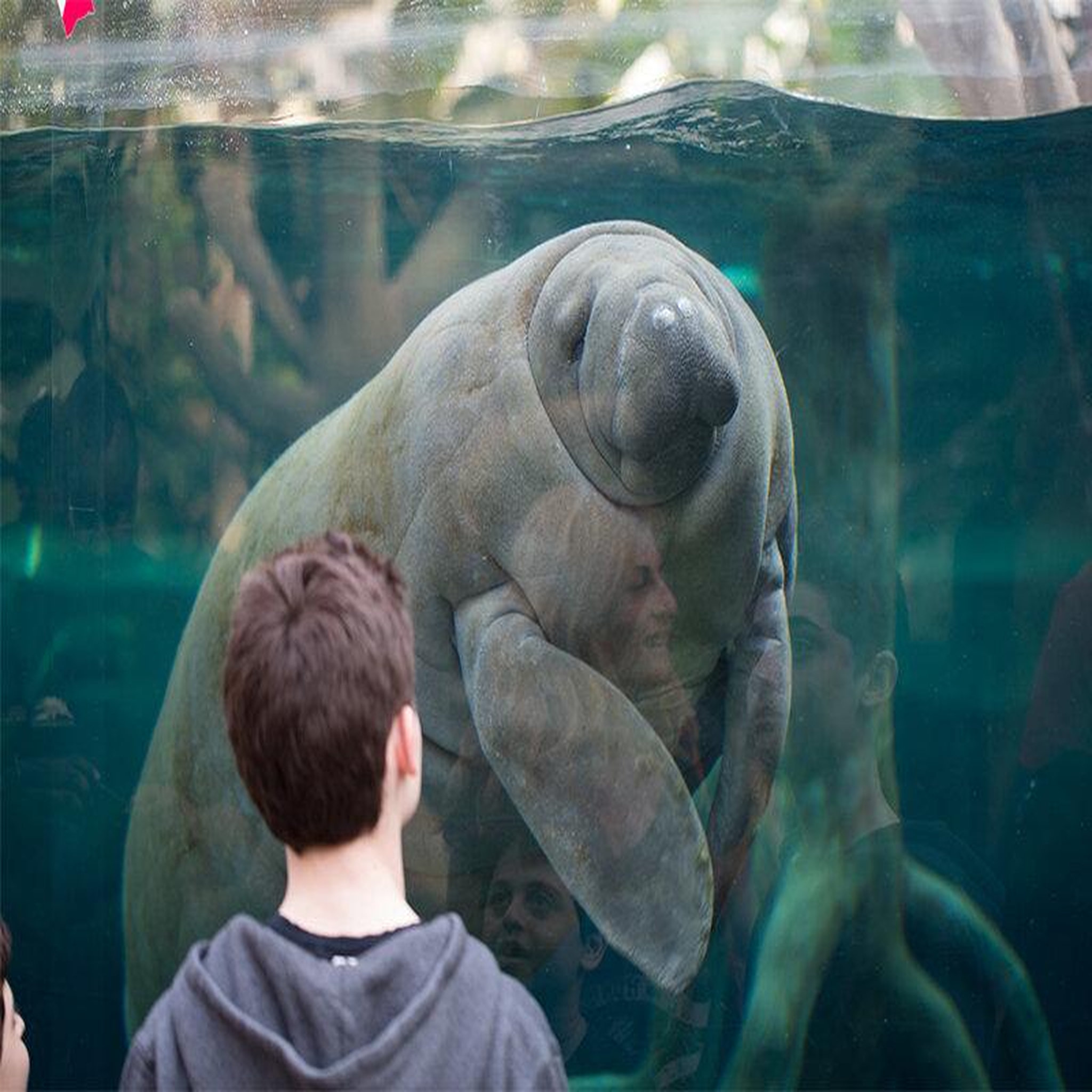 Voir la diapositive 4 : Smartbox Activité en famille : entrée pour 2 adultes et 1 enfant au parc zoologique de paris - coffret cadeau sport & aventure