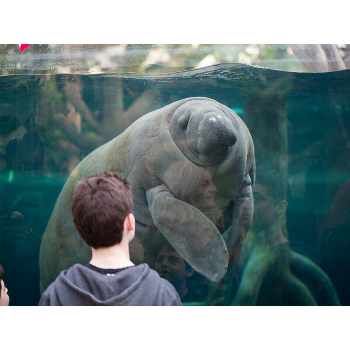 Smartbox Activité en famille : entrée pour 2 adultes et 1 enfant au Parc Zoologique de Paris - Coffret Cadeau Sport & Aventure