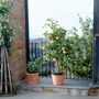 Voir la diapositive 4 : PLANT IN A BOX Pommier - Malus - Hauteur 60-70cm - ⌀17cm