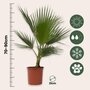Voir la diapositive 2 : PLANT IN A BOX Palmier de Washington - Washingtonia robusta - Hauteur 70-90cm - ⌀21cm