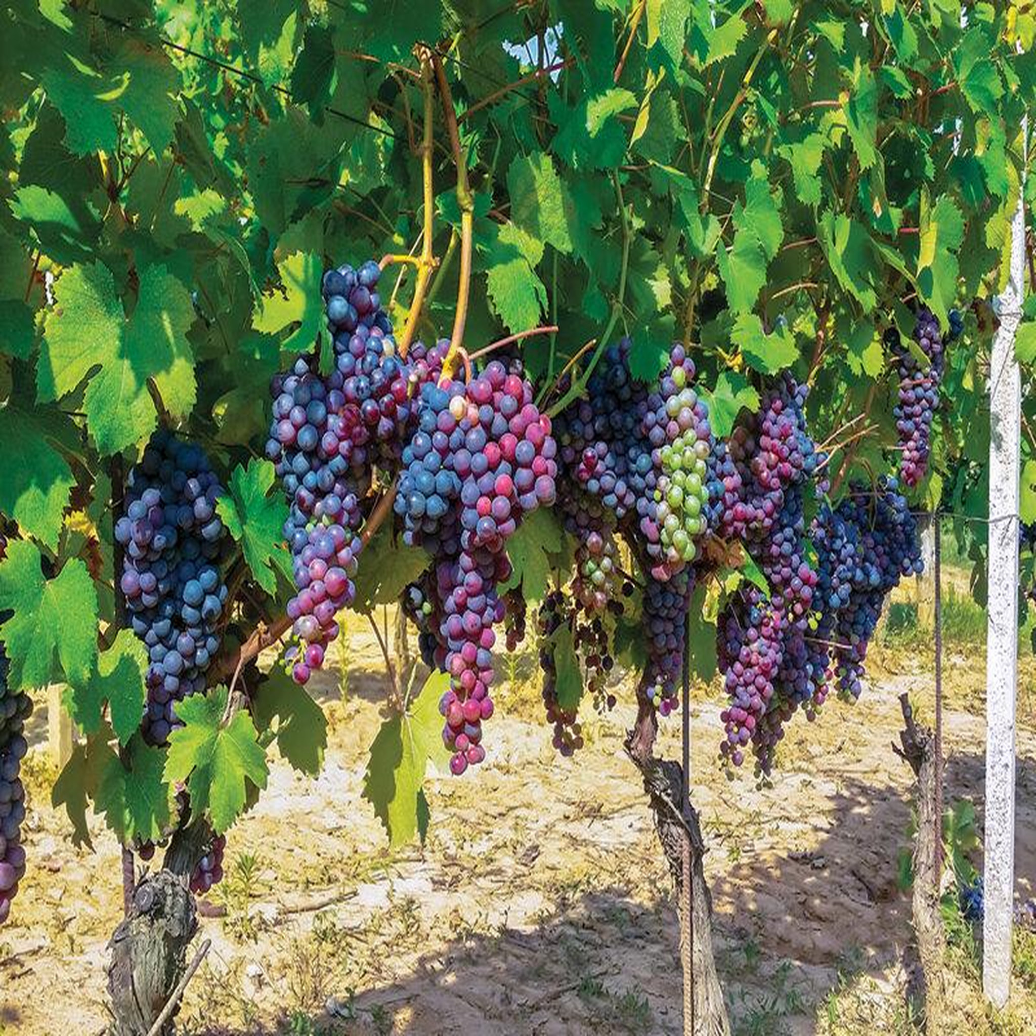 Voir la diapositive 6 : Smartbox Voyage autour du vin - coffret cadeau séjour