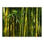 Voir la diapositive 2 : Paris Prix Papier Peint  Forêt de Bambous Asiatique