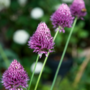 Voir la diapositive 3 : PLANT IN A BOX Ail - Set de 200 - Allium 'Sphaerocephalon' - Bulbes à fleurs - Violet