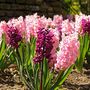 Voir la diapositive 4 : PLANT IN A BOX Jacinthe - Set de 20 - Hyacinthus - Bulbes à fleurs