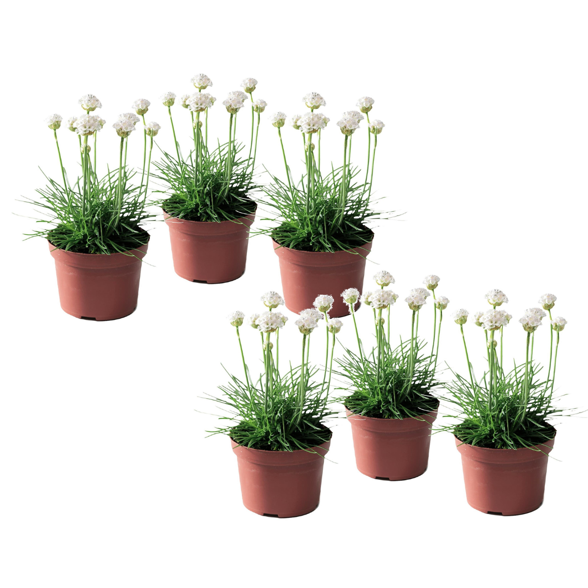 PLANT IN A BOX Oeillet des sables - Set de 6 - Armeria maritima 'Deep White' - H20-30cm - ⌀12cm