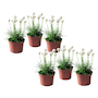 Voir la diapositive 1 : PLANT IN A BOX Oeillet des sables - Set de 6 - Armeria maritima 'Deep White' - H20-30cm - ⌀12cm