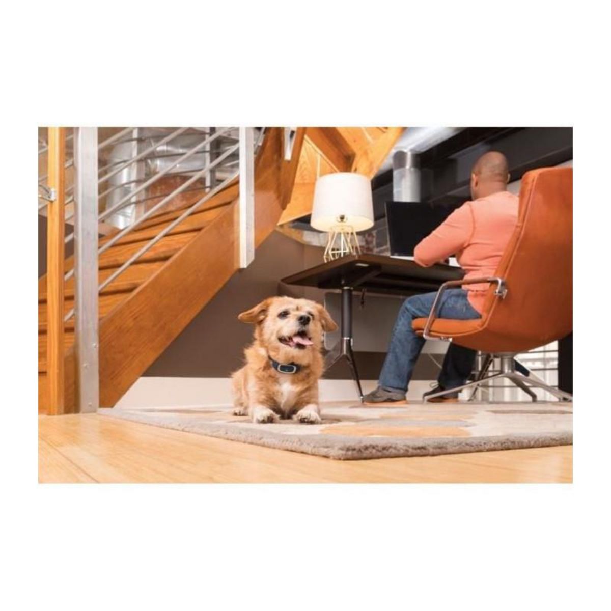 PETSAFE Systeme daide a leducation 100 m