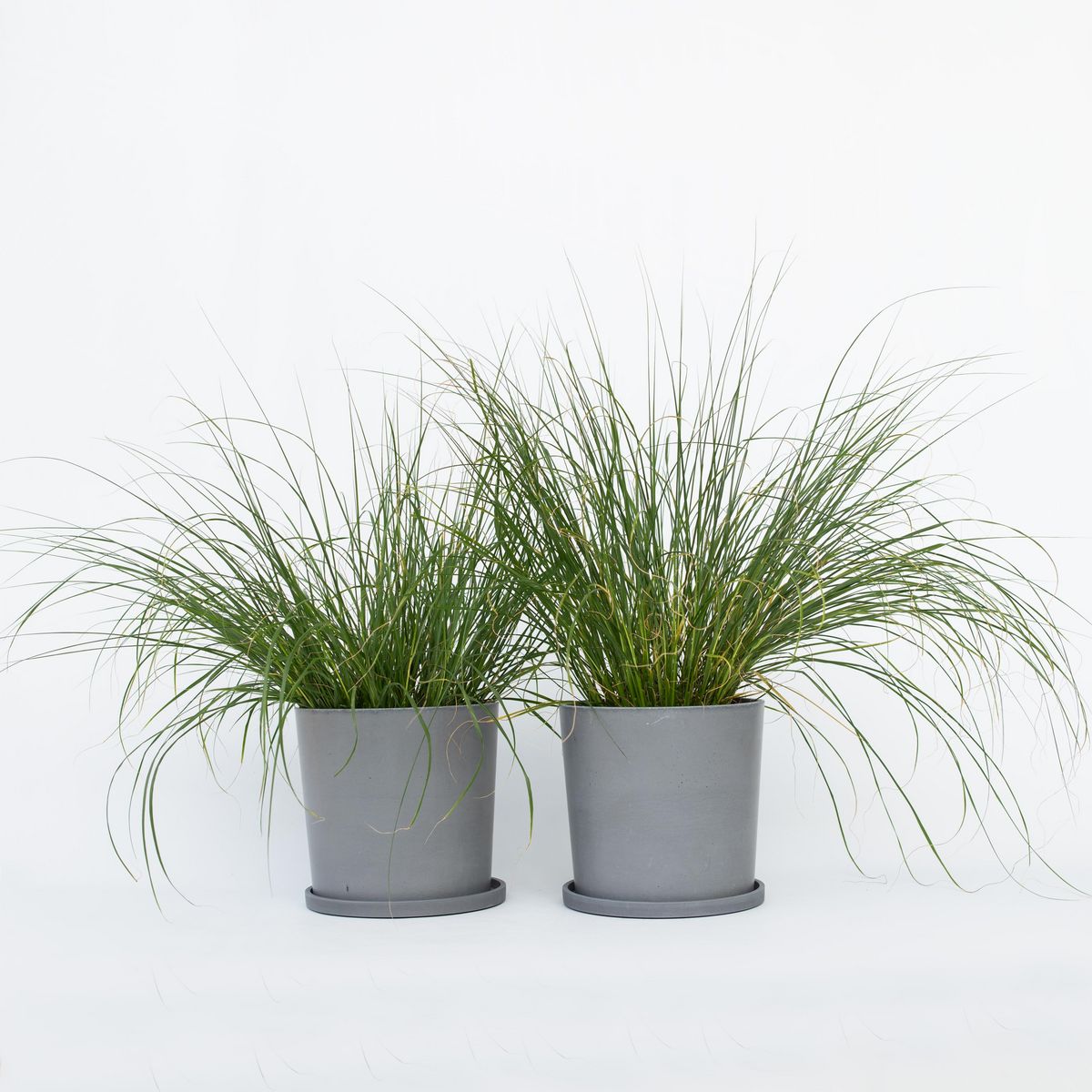 PLANT IN A BOX Pennisétum - Set de 2 - Pennisetum alopecuroides 'Hameln' - H20-30cm - ⌀23cm