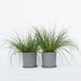 Voir la diapositive 5 : PLANT IN A BOX Pennisétum - Set de 2 - Pennisetum alopecuroides 'Hameln' - H20-30cm - ⌀23cm