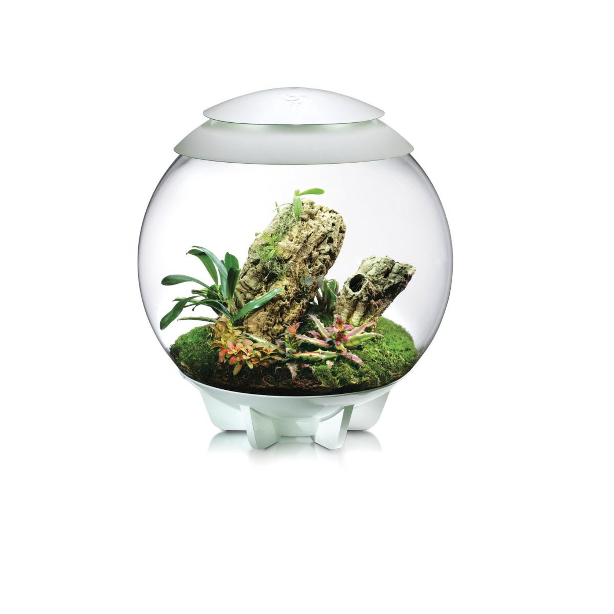 Voir la diapositive 6 : Oase Terrarium décoratif 60l avec cadre blanc - air 60 white