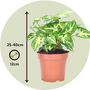 Voir la diapositive 2 : PLANT IN A BOX Patte-d'oie - Set de 2 - Syngonium podophyllum 'Pixie' - Hauteur 25-40cm - ⌀12cm