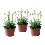 PLANT IN A BOX Oeillet des sables - Set de 3 - Armeria maritima 'Deep White' - H20-30cm - ⌀12cm