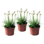 Voir la diapositive 1 : PLANT IN A BOX Oeillet des sables - Set de 3 - Armeria maritima 'Deep White' - H20-30cm - ⌀12cm