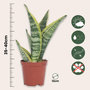 Voir la diapositive 2 : PLANT IN A BOX Langue de belle-mère - Set de 4 - Sansevieria 'Superba' - H35-40cm - ⌀12cm
