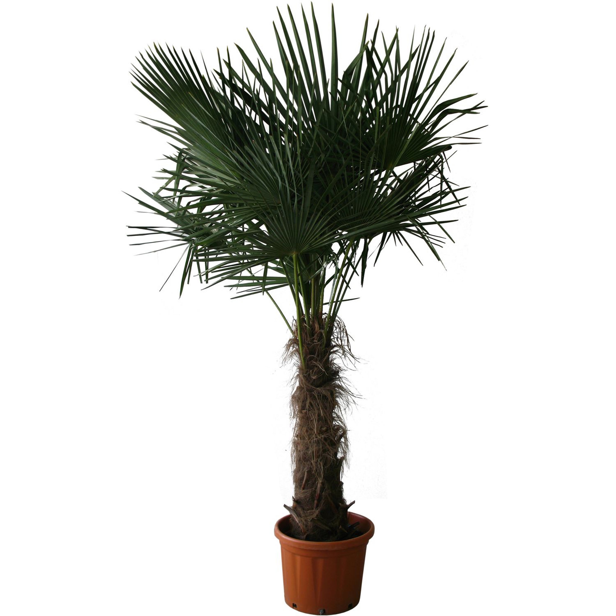 Voir la diapositive 3 : Palmier de Chine (Chamaerops excelsa) - Tronc 80/100cm - H160/180cm