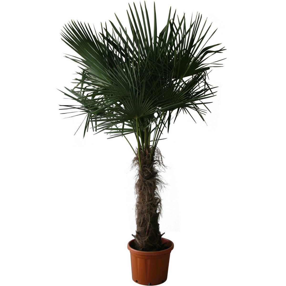 Palmier de Chine (Chamaerops excelsa) - Tronc 80/100cm - H160/180cm