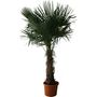 Voir la diapositive 3 : Palmier de Chine (Chamaerops excelsa) - Tronc 80/100cm - H160/180cm