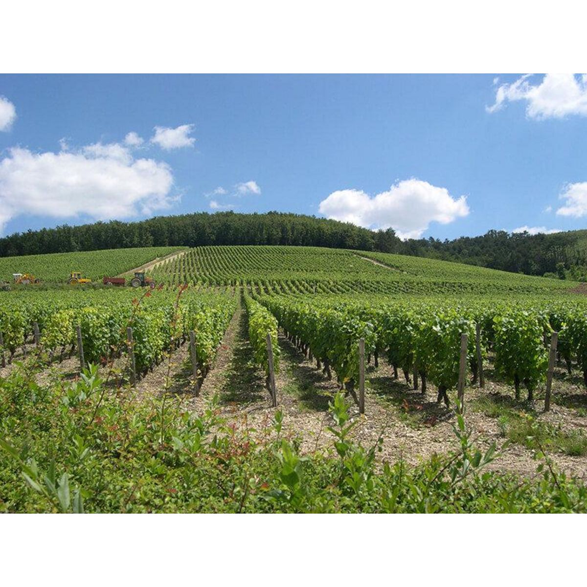 Smartbox À la découverte de nos vignobles - Coffret Cadeau Gastronomie