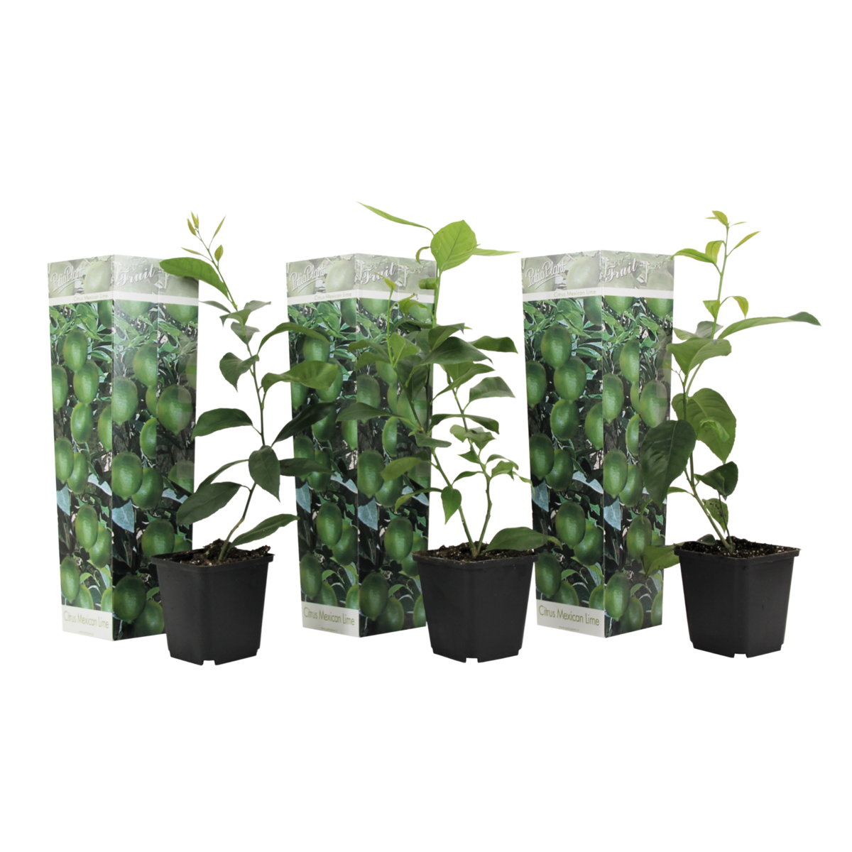 PLANT IN A BOX Citronnier - Set de 3 - Citrus aurantifolia - Hauteur 25-40cm - ⌀9cm