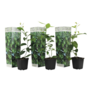 Voir la diapositive 1 : PLANT IN A BOX Citronnier - Set de 3 - Citrus aurantifolia - Hauteur 25-40cm - ⌀9cm