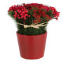 Voir la diapositive 1 : Paris Prix Composition Florale Pot  Roses & Baies  25cm Rouge