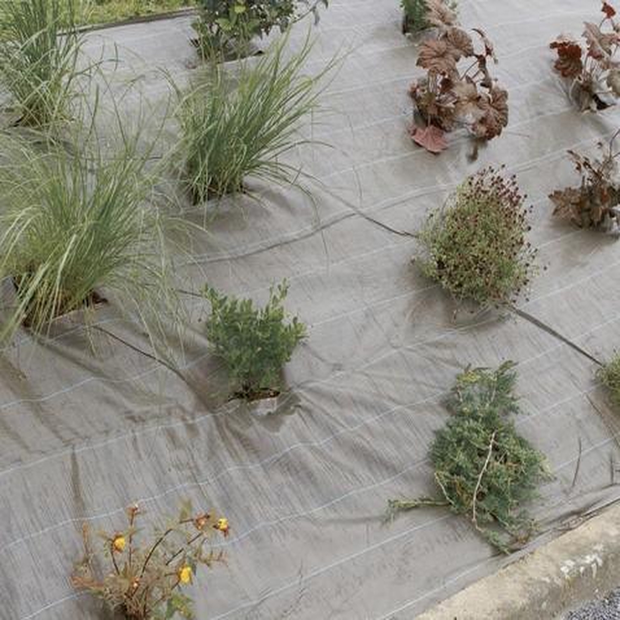 Nortene Toile de paillage Weedsol - Marron - 2,10x25m