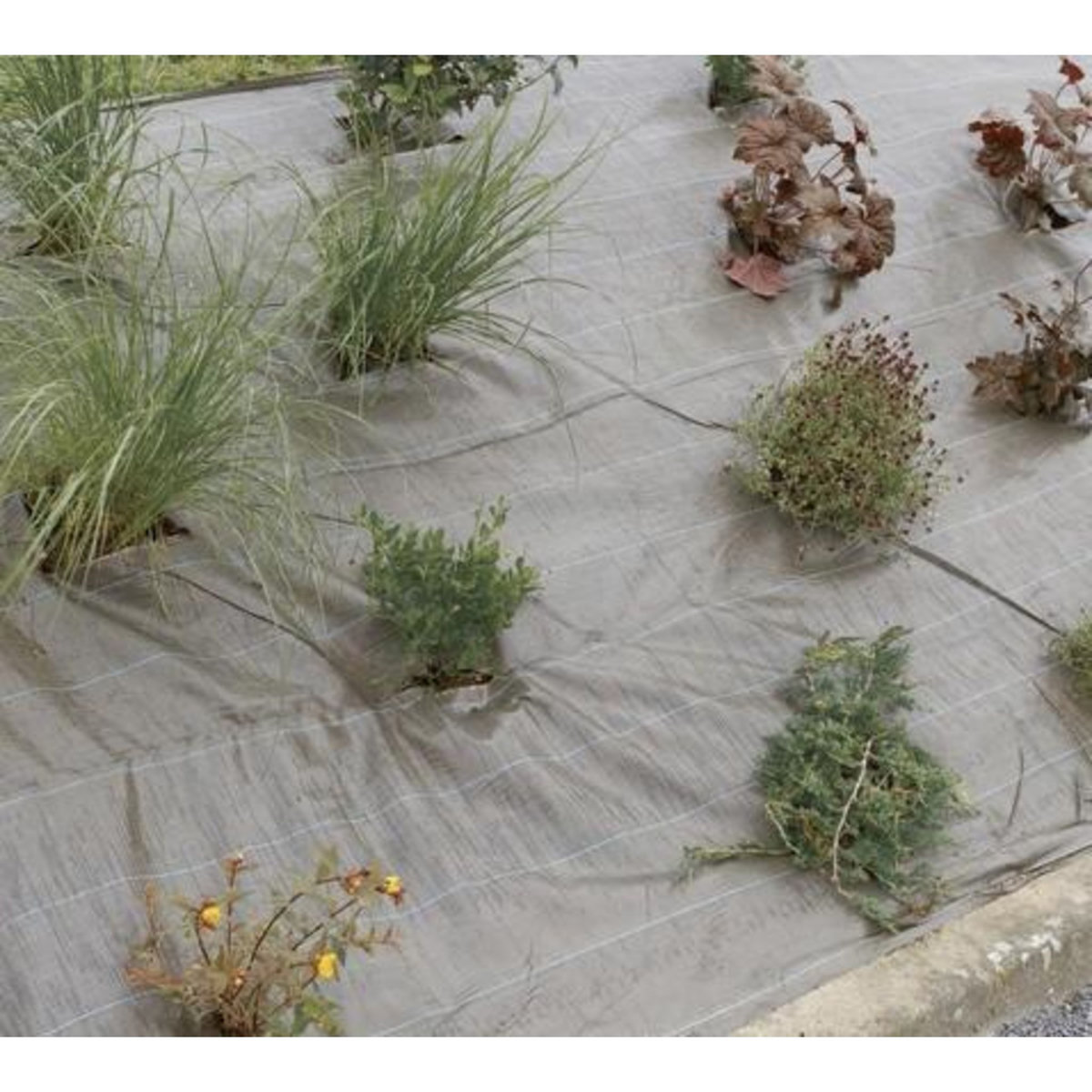 Nortene Toile de paillage Weedsol - Marron - 2,10x25m