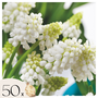 Voir la diapositive 1 : PLANT IN A BOX Perce-neige - Set de 50 - Muscari 'White Magic' - Bulbes à fleurs - Blanc