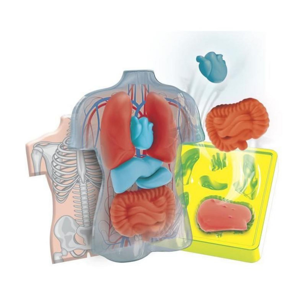 CLEMENTONI Mini Labo d'anatomie CLEMENTONI