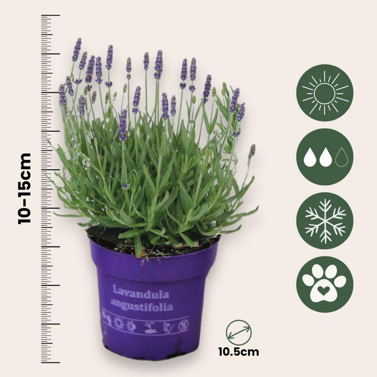 PLANT IN A BOX Lavande vraie - Set de 6 - Lavandula angustifolia - Hauteur 10-15cm - ⌀10,5cm